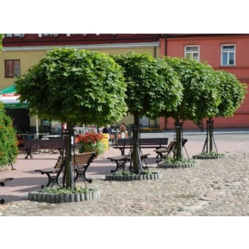 KLON kulisty zielony szczepiony Globosum - sadzonki 200 / 220 cm